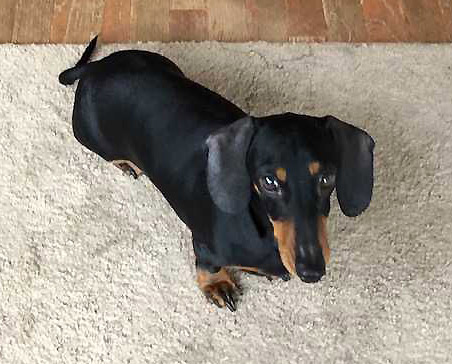 George the dachshund dog loves his pet sitters in Newmarket Ontario