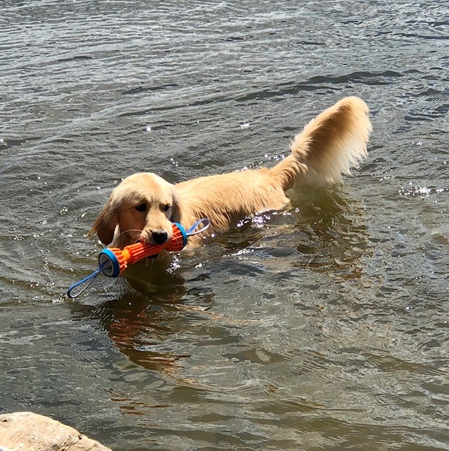 Mazie the water dog