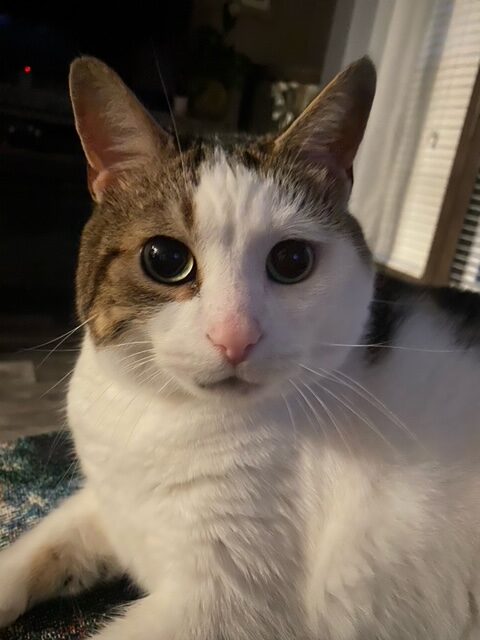Cat Peyton